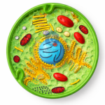 Animal Cell Model